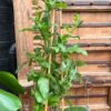 Plumbago auriculata, större vuxen planta
