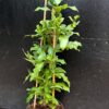 Plumbago auriculata, större vuxen planta