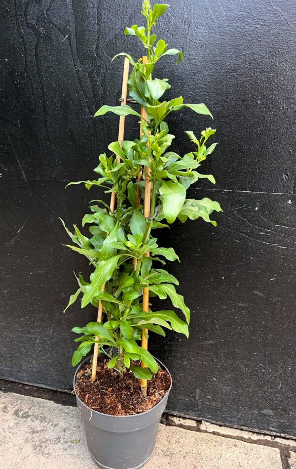 Plumbago auriculata, större vuxen planta