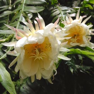 Selenicereus chrysocardium, blommor