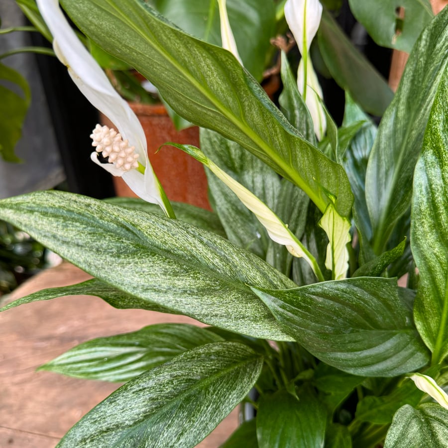 Spathiphyllum wallisii 'Silver Cupido', blad och blomma
