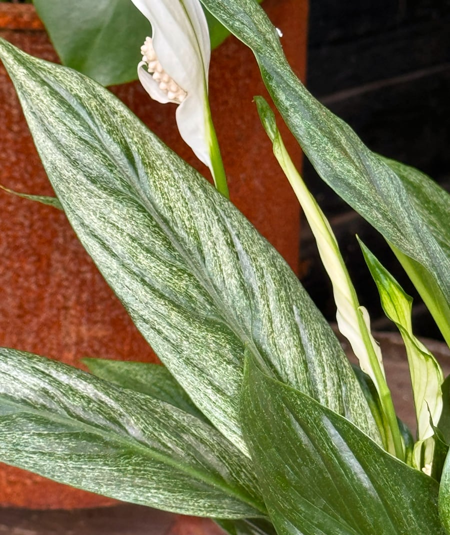 Spathiphyllum wallisii 'Silver Cupido', blad och blomma
