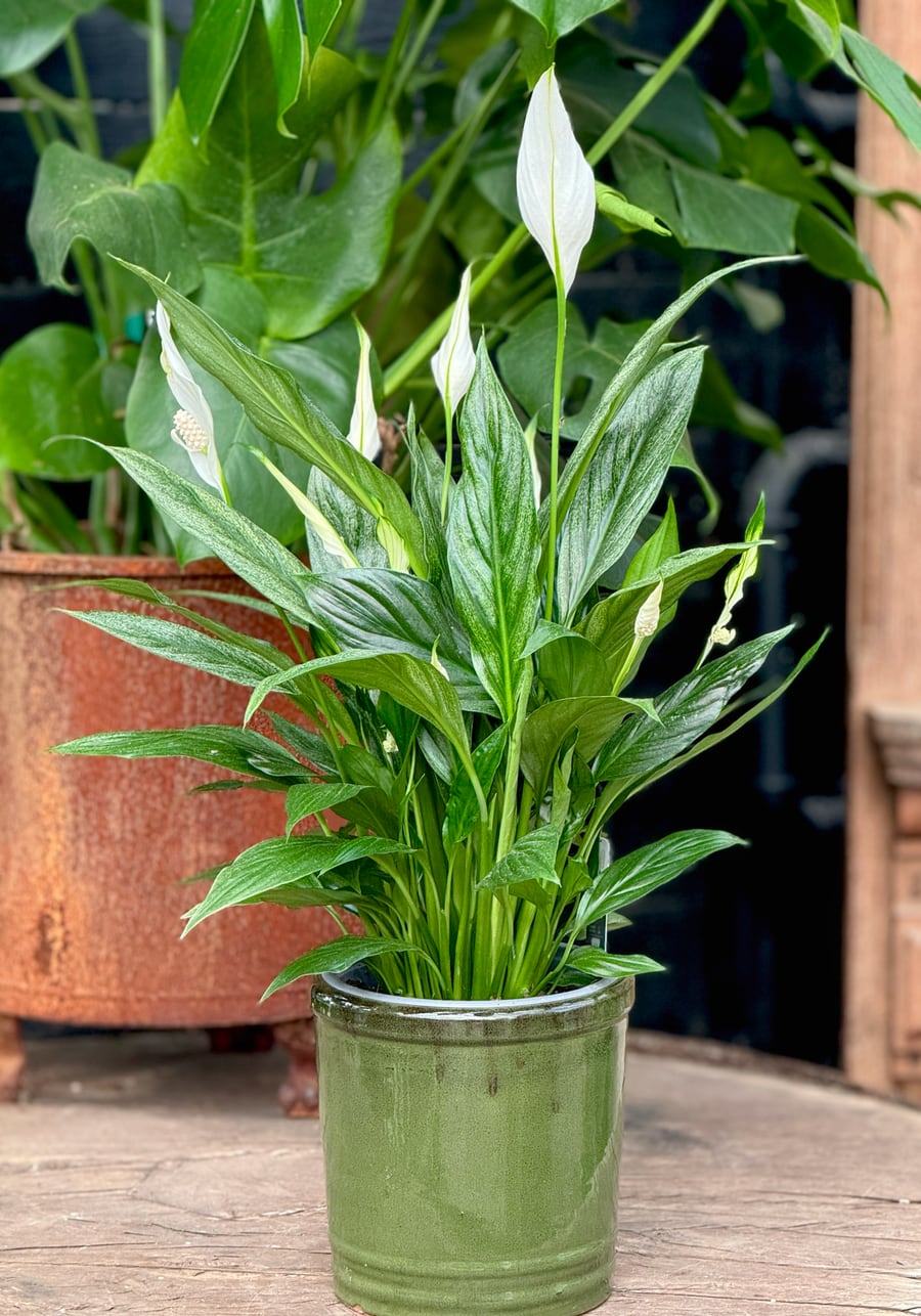 Spathiphyllum wallisii 'Silver Cupido', blommande planta