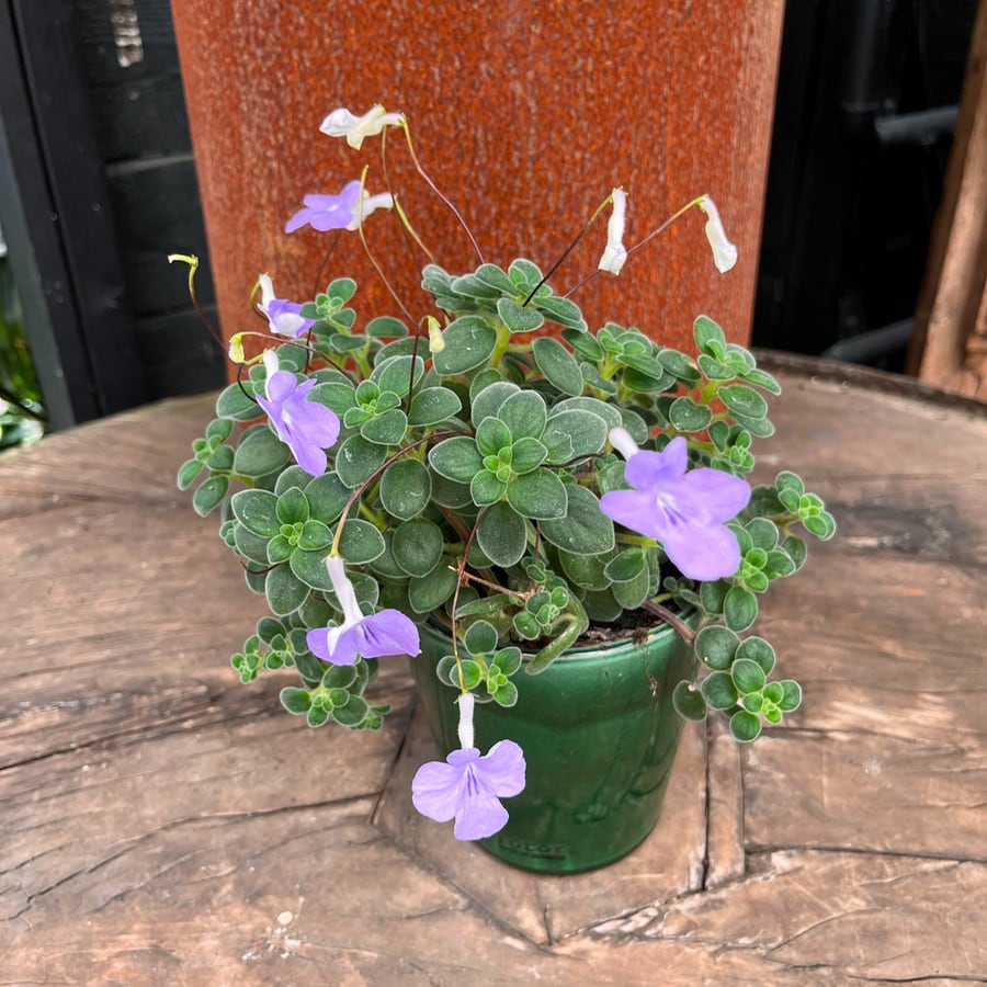 Streptocarpus saxorum, blommande planta