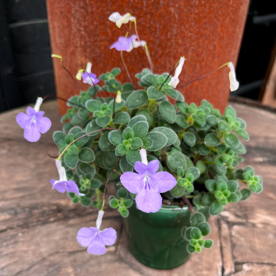 Streptocarpus saxorum, blommande planta