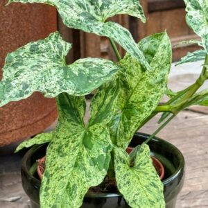 Syngonium podophyllum, Mottled, blad