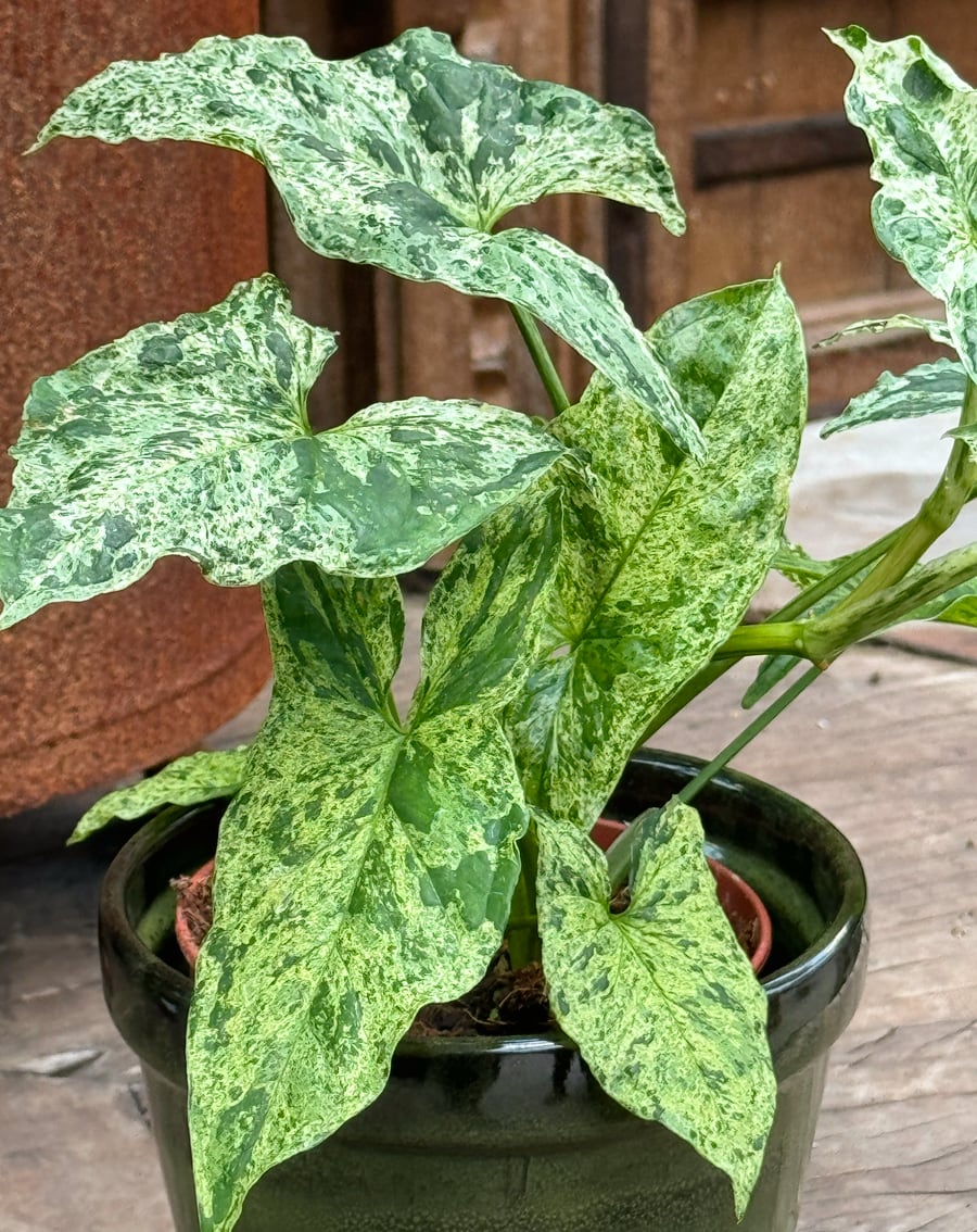 Syngonium podophyllum, Mottled, blad