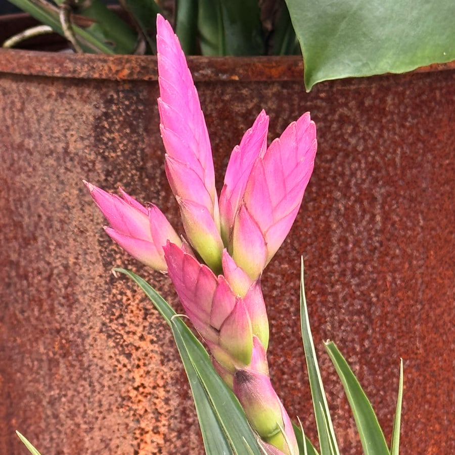 Tillandsia cyanea 'Amira', blomma