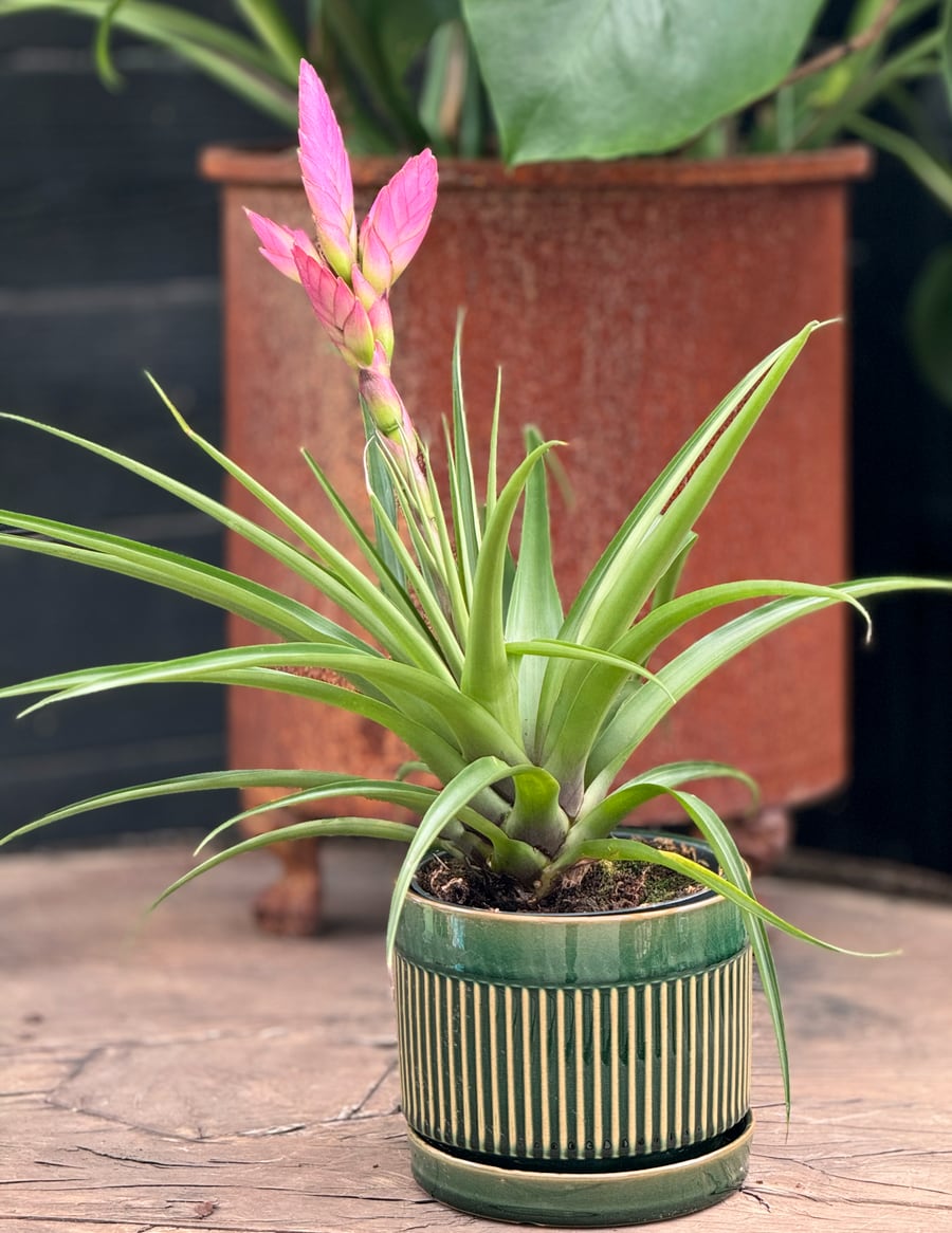 Tillandsia cyanea 'Amira', blommande planta