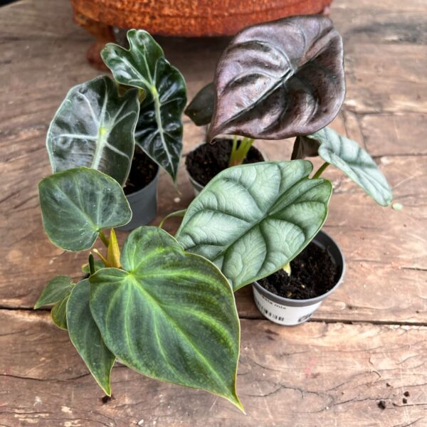 Alocasia mix, ung planta