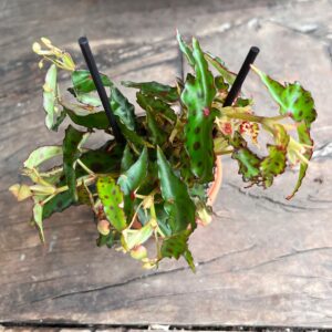 Begonia amphioxus, blad
