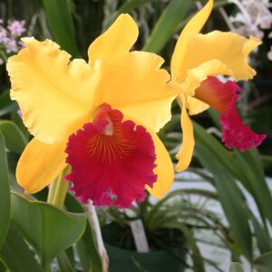 Brassolaeliocattleya Alma Kee 'Tipmalee', blommor