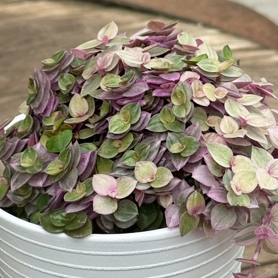 Callisia repens 'Pink Lady', blad