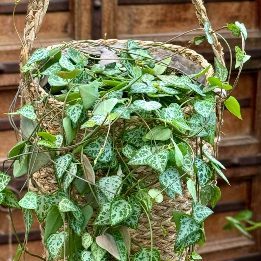 Ceropegia woodii 'Iris', blad