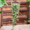 Ceropegia woodii 'Iris', större vuxen planta