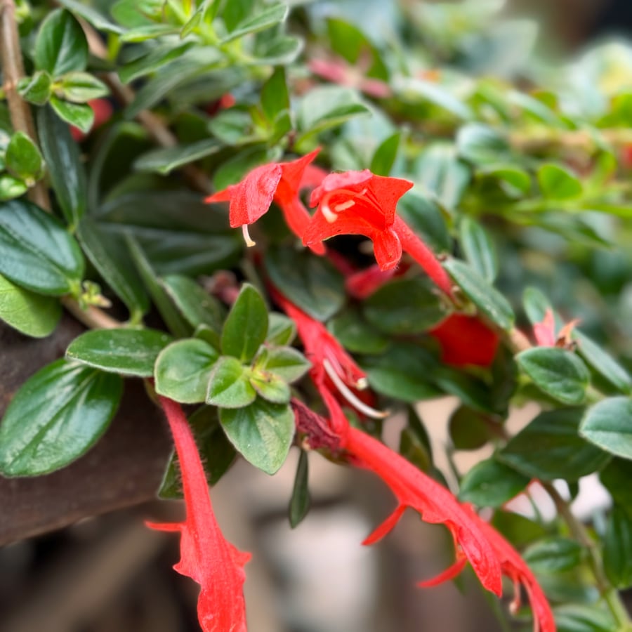 Columnea Krakatau, blommor