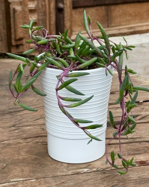 Curio herreanus 'Purple Flush', större ung planta