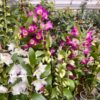 Dendrobium nobile-hybrider, plantor