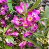 Dendrobium nobile-hybrider, rosa-lila