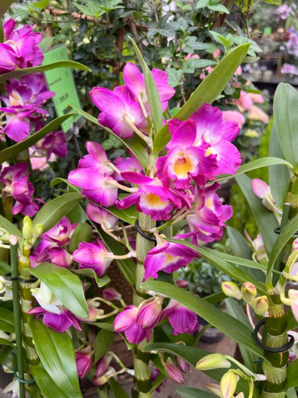 Dendrobium nobile-hybrider, rosa-lila