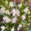 Dendrobium nobile-hybrider, vit-rosa