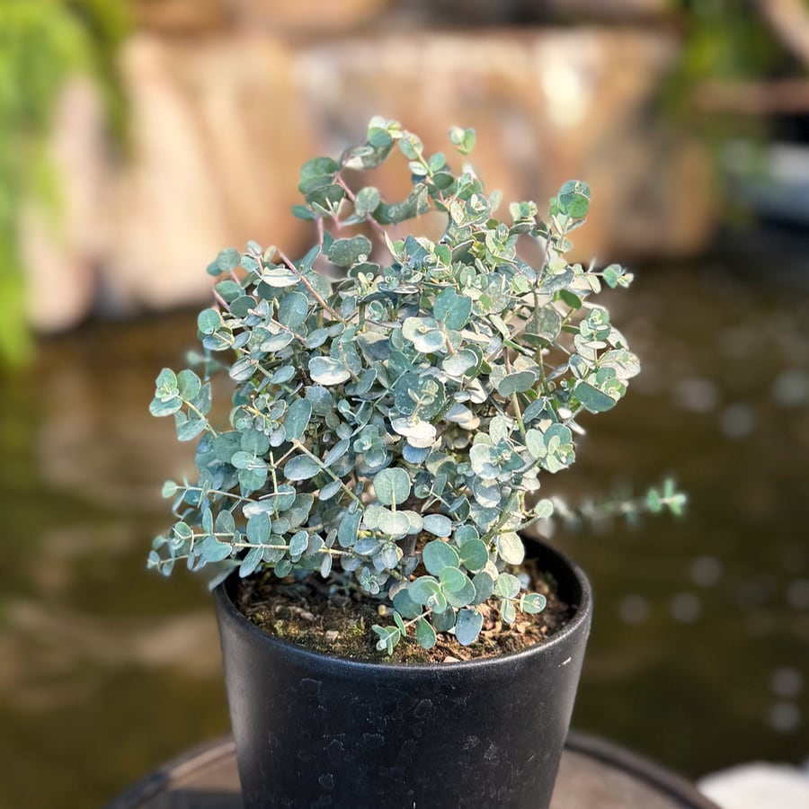 Eucalyptus art, runda blad