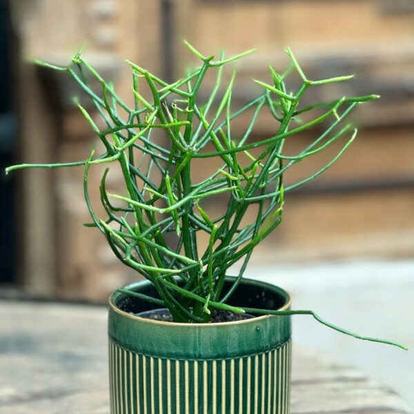 Euphorbia tirucalli, vuxen planta