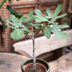 Ficus carica 'Bornholm', blad