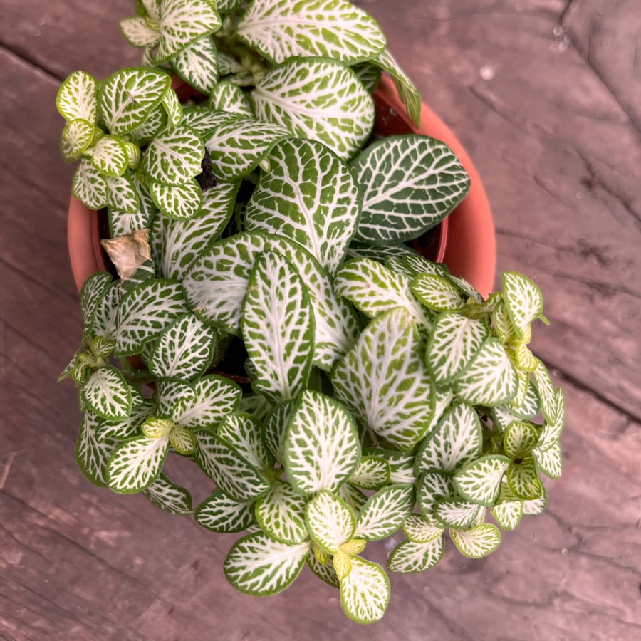 Fittonia albivenis 'Joly Lemon', blad