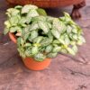 Fittonia albivenis 'Joly Lemon', ung planta