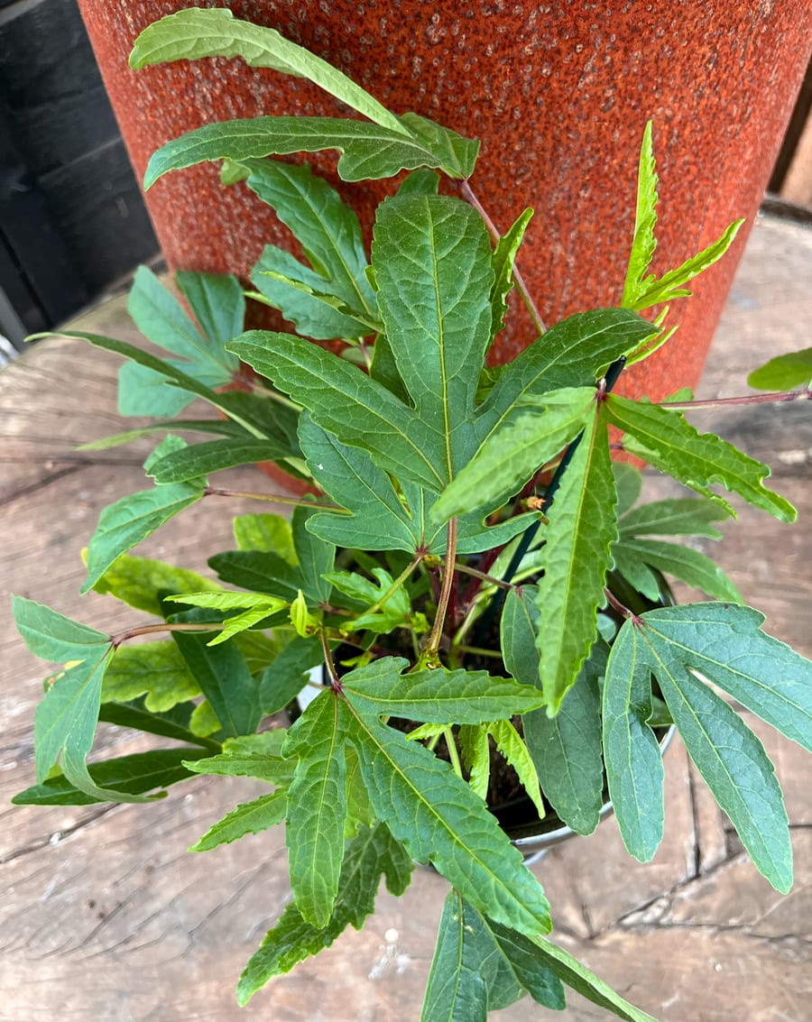 Hibiscus sabdariffa, blad