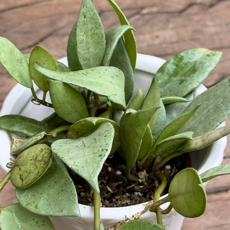 Hoya Mathilde 'Splash', blad