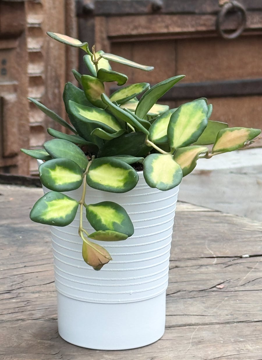 Hoya burtoniae, större ung planta