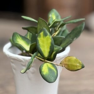 Hoya burtoniae, ung planta