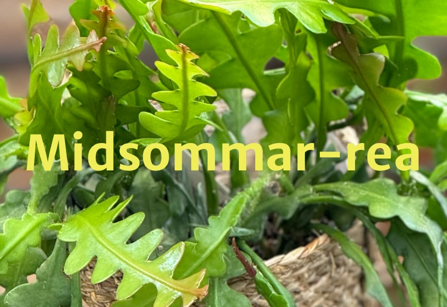 Midsommar-rea 2024