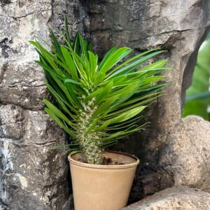 Pachypodium lamerei, vuxen planta
