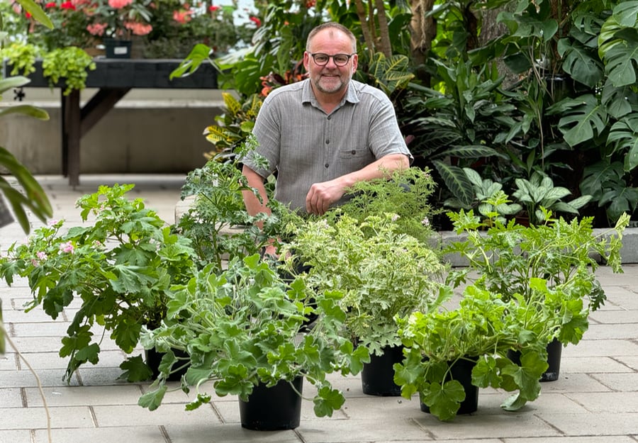 Peter Göttfert, Pelargoner, samlingsexemplar