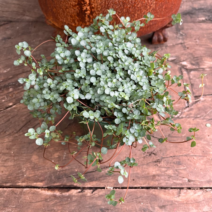 Pilea libanensis, blad