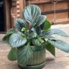Primulina Snowlina, vuxen planta