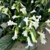 Primulina dryas 'Snowlina', blommande plantor