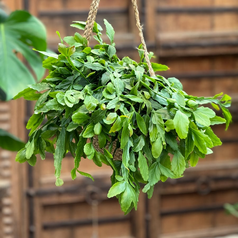 Rhipsalis agudoensis, större vuxen planta