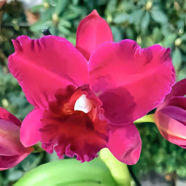 Rhyncholaeliocattleya Hsinying Scarlet 'Cherry,' blomma