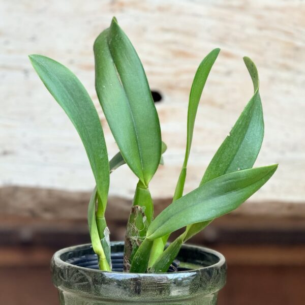Rhyncholaeliocattleya Hsinying Scarlet ’Cherry’, stor nog att blomma