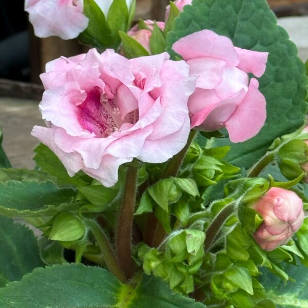 Sinningia speciosa, dubbel rosa, blomma