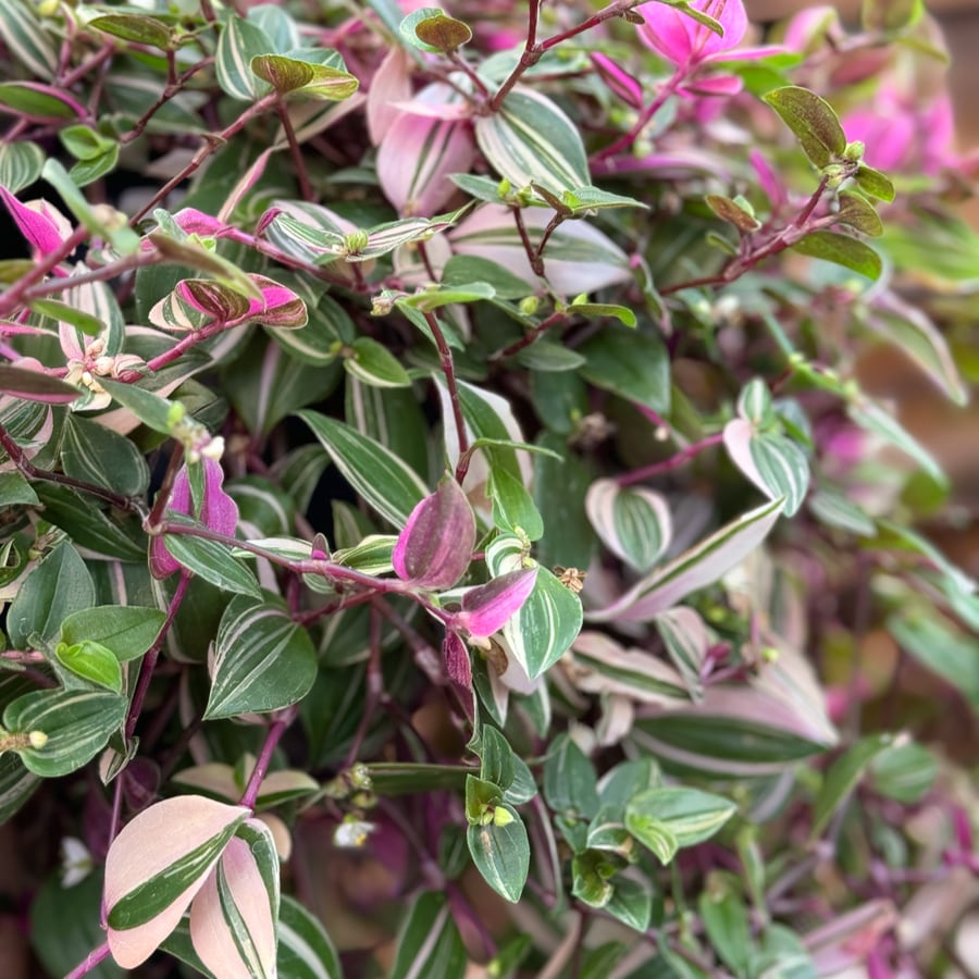 Tradescantia fluminensis 'Quadricolor', blad