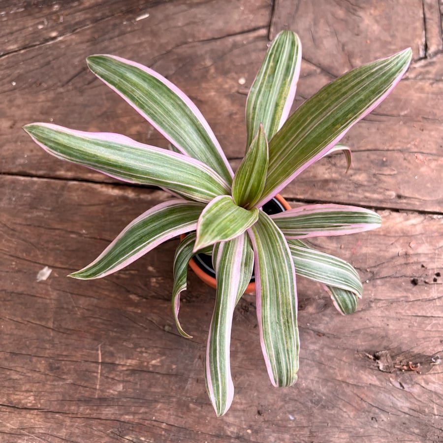 Tradescantia spathacea, blad