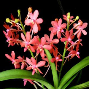 Vanda Peaches × falcata 'Yellow Fuuran', blommande planta