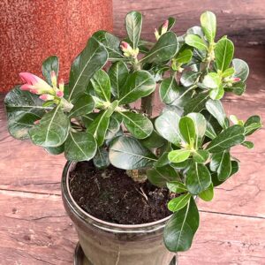 Adenium obesum 'Anouk', i knopp