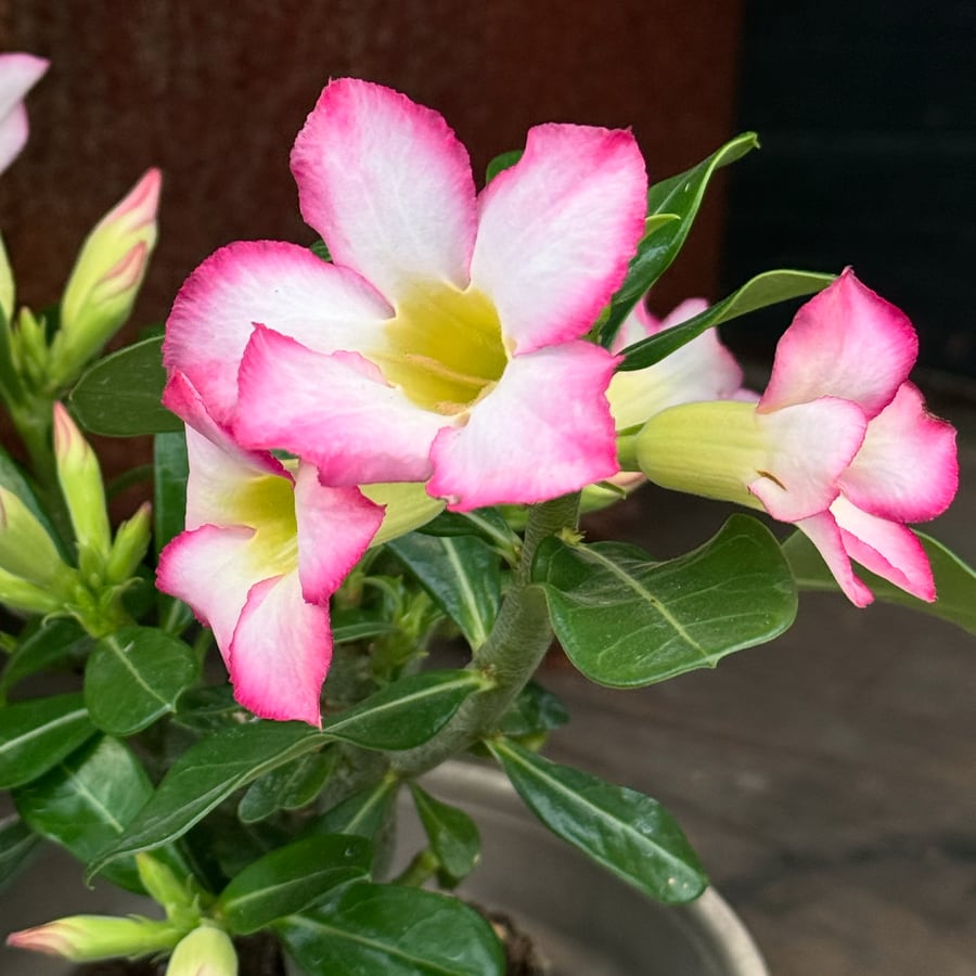 Adenium obesum 'Pink Star', blommor