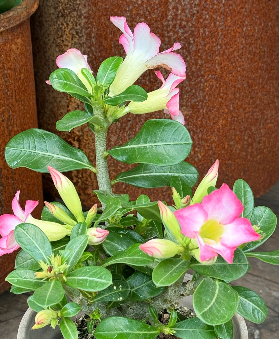 Adenium obesum 'Pink Star', i blom